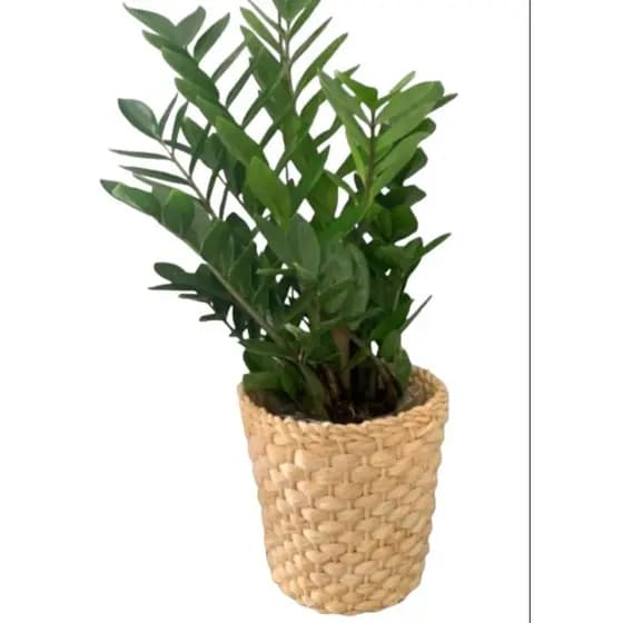 Kit C/8 Vasos cachepôs palha de milho plantas, jardim, decoração