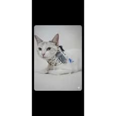 Colar protetor de sonda esofágica para gatos e cães