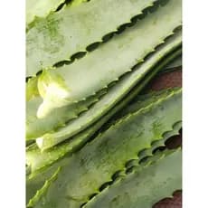 folhas Naturais de babosa (aloe barbadensis miller) orgânicas 1kg