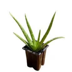 Combo com 4 mini mudas de Babosa (Aloe barbadensis Miller)