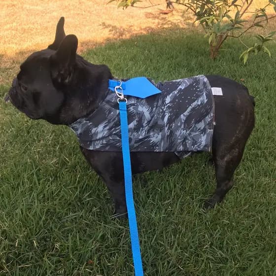 Colete Gravatinha Para Cachorro - Conjunto Pet Colete + Guia