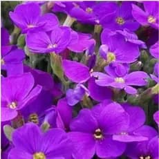 Essência Violeta 100ml