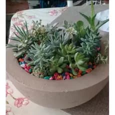 vaso para plantas tipo bacia pra cactos e suculentas em polietileno 26x13