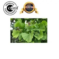 Óleo Vegetal de Ginkgo Biloba 250ml Prensado a frio com laudo
