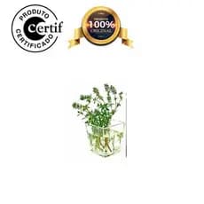 Óleo Vegetal de Cânfora 1 Litro Prensado a frio com laudo