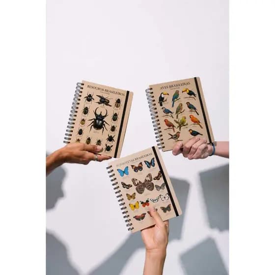 Caderno Natureza • Fauna brasileira • borboletas brasileiras
