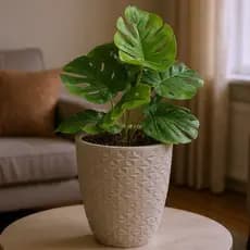 Vaso Decorativo com Costela-de-Adão Permanente artificial