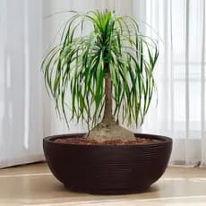 Vaso de Planta Bacia Cuia Grande 75x25 Cm Redondo P/ Horta Floreira Decorativo em Polietileno
