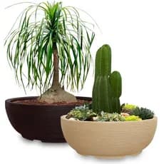 Kit 2 Vasos de Planta Bacia Cuia 75x25 Cm Redondo P/ Horta Floreira Decorativo em Polietileno