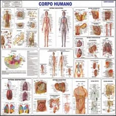 Mapa Do Corpo Humano Completo Gigante 120 X 90 Cm