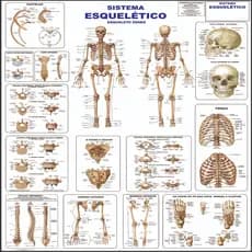 Mapa Do Corpo Humano Sistema Esqueletico I 120x90cm - Grande