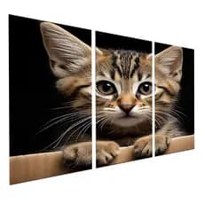 Quadro Decorativo 3 Peças Gato Filhote Fofo Close Preto Moderno