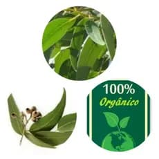 100 Folhas  de Eucalipto Frescas,Natural,P/Sauna,Banho,Chás.