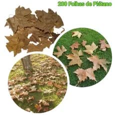 Kit 200 Folhas de Plátano Outono e Inverno seca Natural, Decoração Vitrines e casamentos.