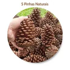 kit 5 Pinhas Naturais direto do Sítio