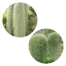 kit 3 Tilandesia Usneoideos–Barba de Velho, decoração de vanda e jardim