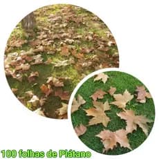 kit 100 Folhas de Plátano Outono e Inverno Natural seca Ideal para Decoração de Vitrines e Casamentos.