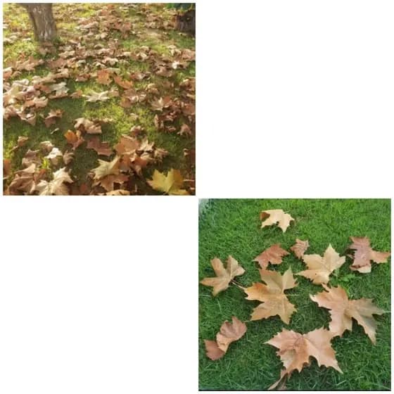 kit 50 Folhas de Plátano Natural,Outono e Inverno Decoração em Geral.