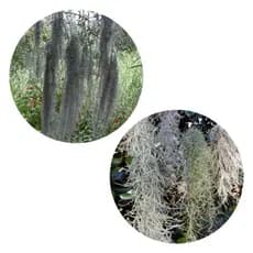 Kit 10 Barba de Velho–Tillandsia Usneoideos 80 cm comprimento.