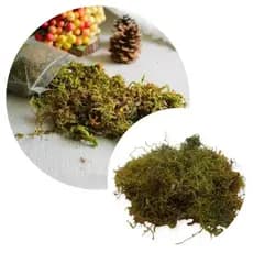 Musgo Natural para Artesanato e Decoração 20g-Ideal para Plantas e Arranjos.