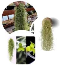 kit 1 Tilandesia Usneoideos–Barba de Velho 90gramas.