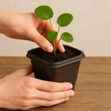 Kit Conjunto Vasos Plásticos 8cm Para Plantas e Flores Quadrado Preto Pequeno 300ml