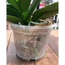 Kits Vasos Transparente Para Orquídeas, 15 cm - REFORÇADO PREÇO DE ATACADO!