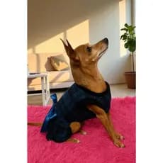 Vestido Roupinha Acessórios Inverno De Soft Para Cachorro Pet E lacinho Cabelo