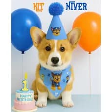 Kit Aniversário Acessórios  Chapéu E Bandana Personagens Temáticos Para Cães