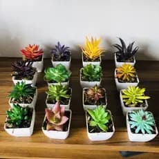 Suculentas Artificiais com vasinho branco Plantas Mini Suculentas e Mini Cactus Artificiais Sortidos
