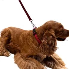 Coleira Para Cachorro Ajustável Conjunto Coleira + Guia Cão Pequeno, Médio e Grande Porte