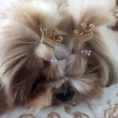 10 Jóia Pet Coroa Dourada Banho e Tosa | Acessórios Penteado Cachorro Pelo Longo  | Lacinho Laço Botão Aplique Elástico