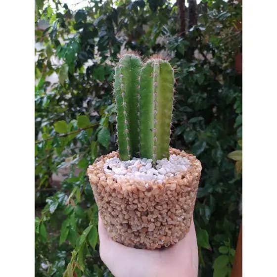 Vaso para Cacto e suculentas