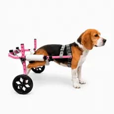 Cadeira De 2 Rodas Para Cachorros P de 8 A 15 Kg Traseira Ajustável MovPet