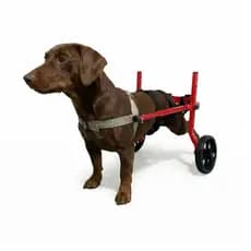 Cadeira De 2 Rodas Para Cachorros P de 8 A 15 Kg Traseira  totalmente Ajustável MovPet