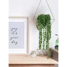 Suculenta Pendente Artificial De 40, 60 E 80 Cm. Com 3 Ramos