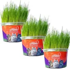 Graminha Para Gatos Elimina Bola De Pelo Kit Com 3 UN