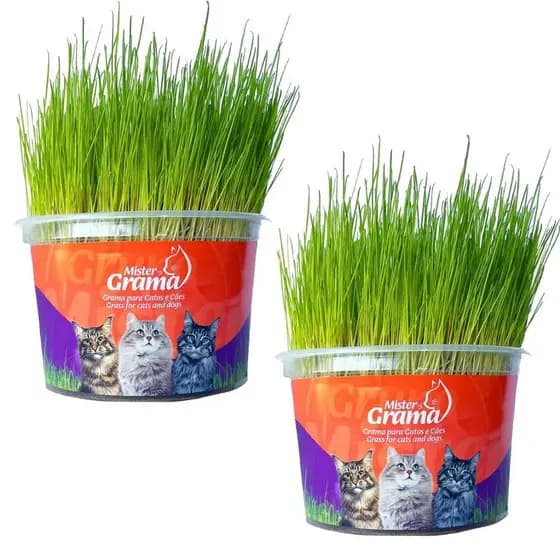 Graminha Para Gatos Elimina Bola De Pelo Kit Com 2 UN