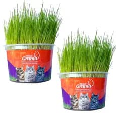 Graminha Para Gatos Elimina Bola De Pelo Kit Com 2 UN
