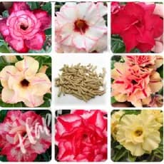 100 Sementes de Rosa do Deserto variadas ( sem opção de escolha )