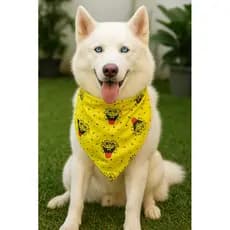Bandana de cachorro gatos personagens Pet Charm
