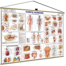Corpo Humano Banner Poster Mapa Corpo Humano Anatomia Medicina