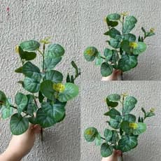 Plantas Artificiais Folhagem MY-2315