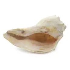 Pérola Água Salgada Natural Meio Furo Tamanhos 1mm A 2,7mm