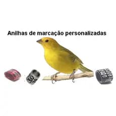 05 anilhas personalizadas de marcação alumínio canário da terra chapinha 2.8mm