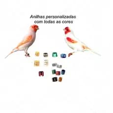 05 anilhas personalizada de marcação canário Belga 3mm colorida alumínio .