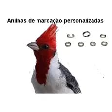 05 anilhas personalizadas de marcação alumínio galo da campina serra cardeal
