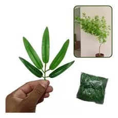 Folha De Bambu Mosso Siliconada Pacote Com 50 Galhos
