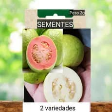 SEMENTES  2 Tipos de GOIABA  VERMELHA + BRANCA  planta Vaso Jardim  terra OFERTA