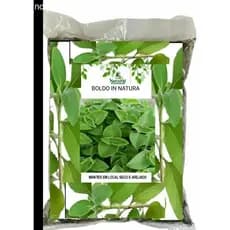 Kit 20 folhas Frescas  para CHÁ BOLDO medicinal  saúde OFERTA